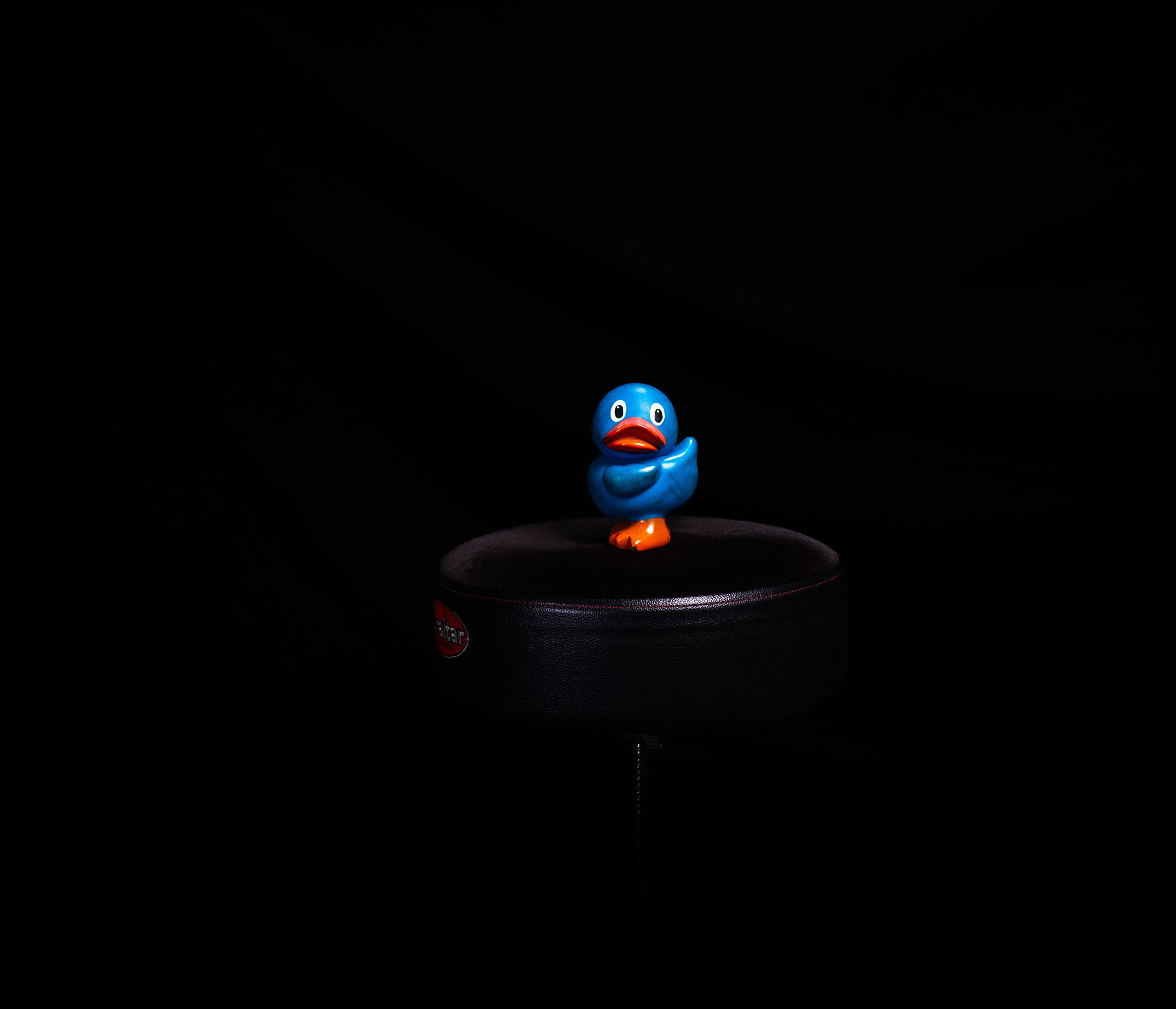 Dent the Duck - solo photo